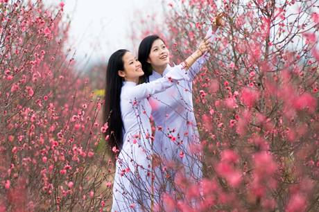 Vuon dao Nhat Tan HN. Anh Nhat Anh